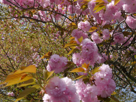 sakura auf Honshū