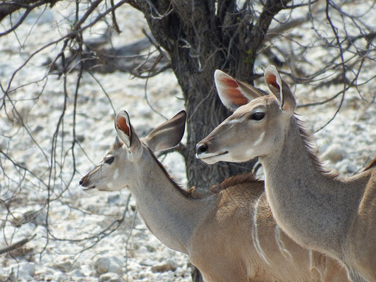 Kudu-Antilopen