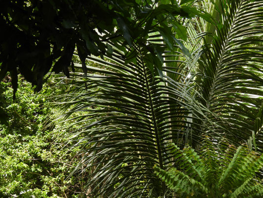 Pflanzen und Früchte im Regenwald