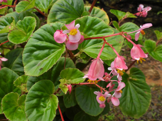 Pflanzen und Früchte im Regenwald