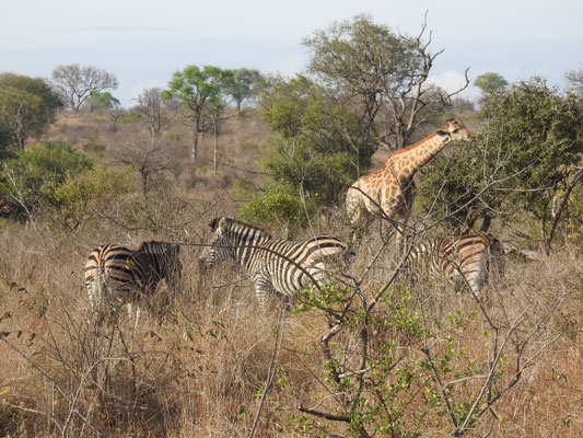 Gruppenbild mit Damen, äh ... ne, Giraffe und Zebras friedlich nebeneinander