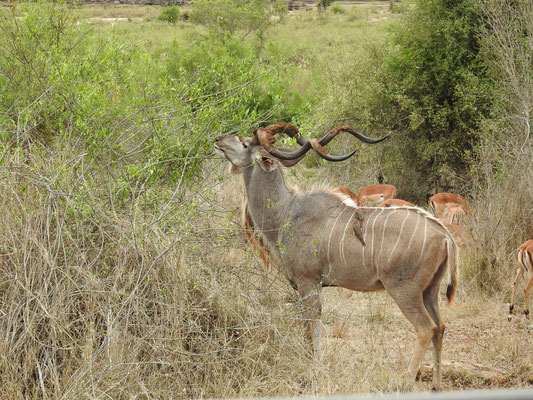 Kudu-Antilope, männlich