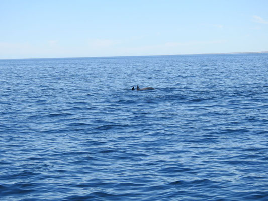 Delphine vor Puerto Madryn