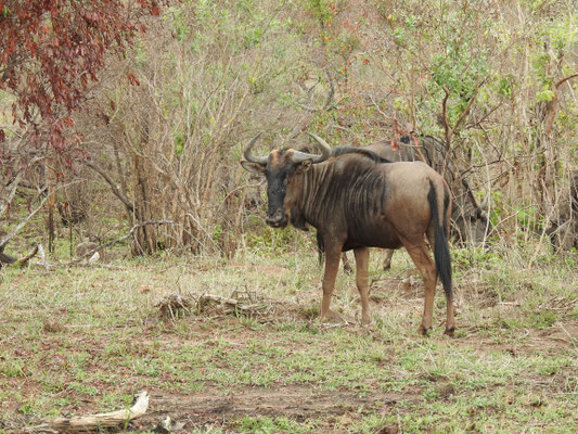 bitte recht freundlich, Gnu