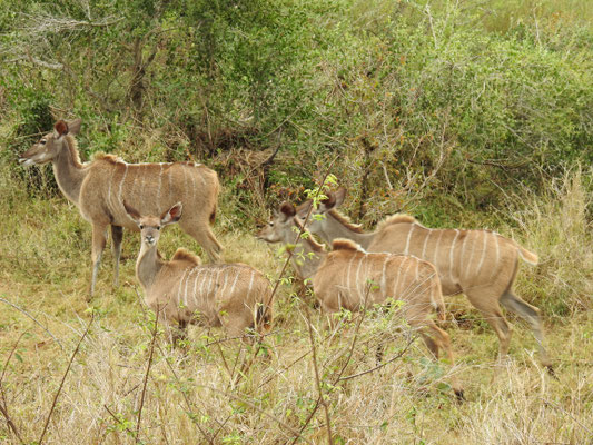 Kudu-Antilopen, weiblich