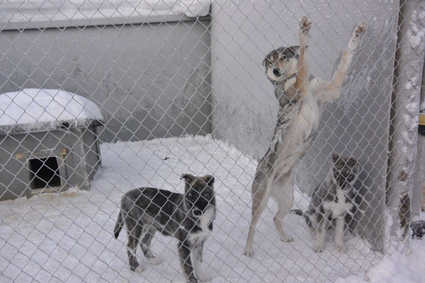 Auf der Huskyfarm.