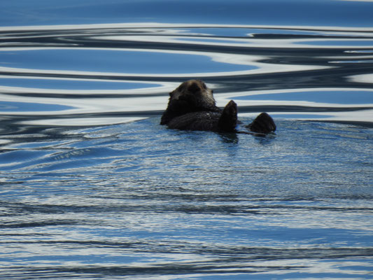 das Otterleben ist schön