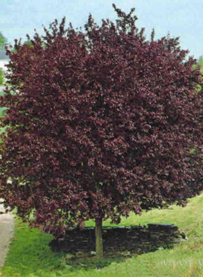 Prunus cerasifera - Foglia caduca