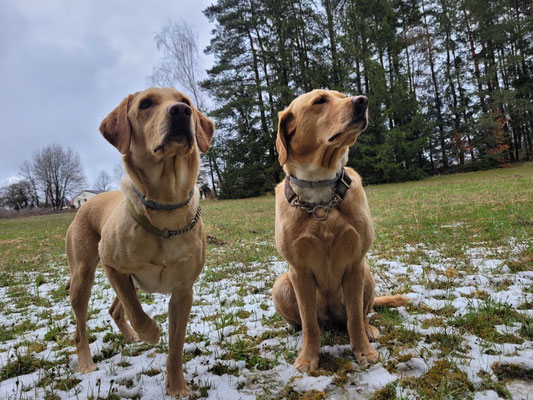 Betty und Greta mit beim Training