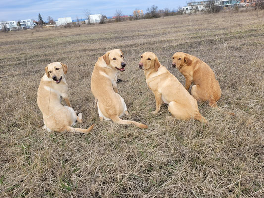 Fergie, Sammy, Betty und Greta