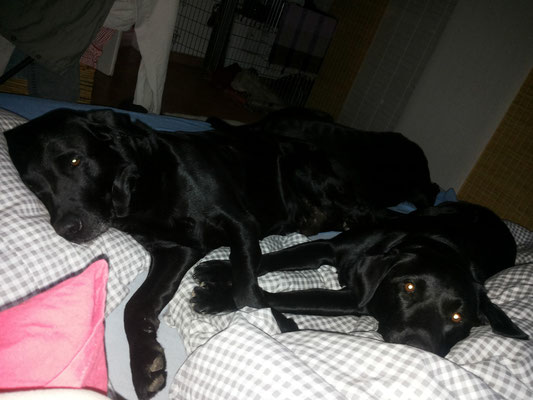 schon wieder kuscheln