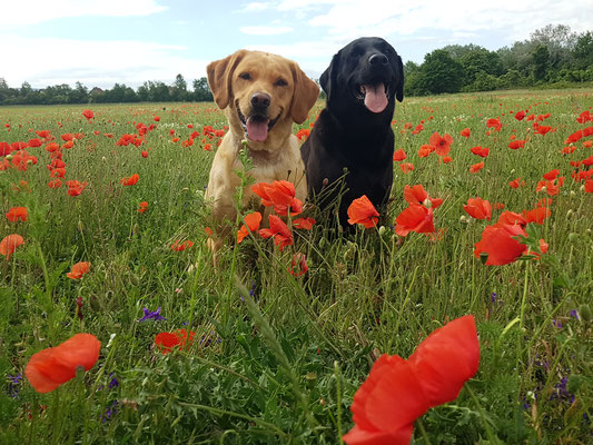 Greta und Ledger meine beiden Blumenkinder