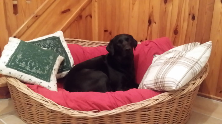 Ein Hund von Welt !!!
