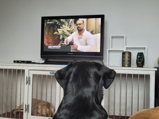 Fernsehen kann auch bilden