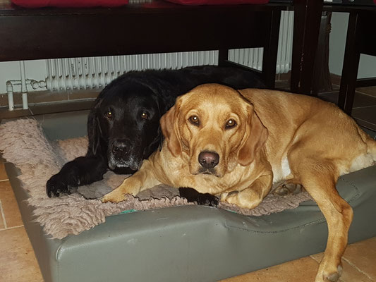 Kuscheln mit dem kranken Clark