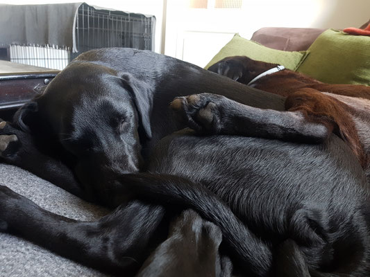 Hundehaufen 