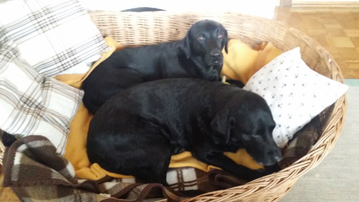 Hunde von Welt lassen arbeiten .... Hausumbau ist nicht so jedermanns Sache ....