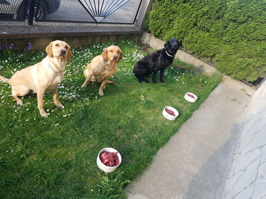 Auf die Plätze fertig LOS ... Rehabschnitte - lecker
