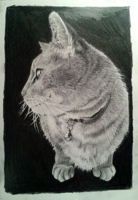 Katzen-Porträt - A5 - 220 g/m² Zeichenpapier - Grafit