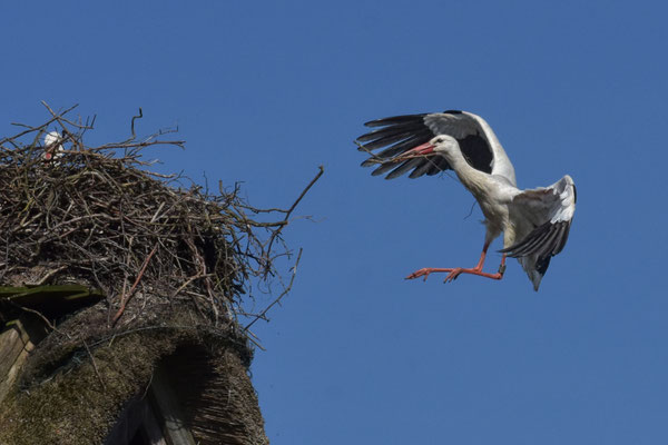 Storch im Anflug