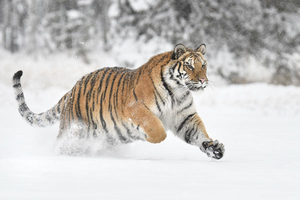 Tiger im Schnee