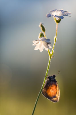 Schmetterling im Gegenlicht