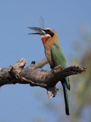 Afrika - Botswana - Bienenfresser