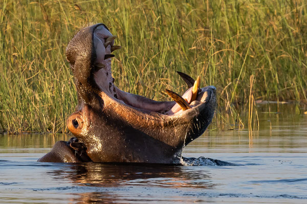 Afrika - Botswana - Hippo