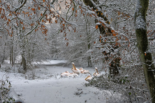 U.Lepper, Wintereinbruch