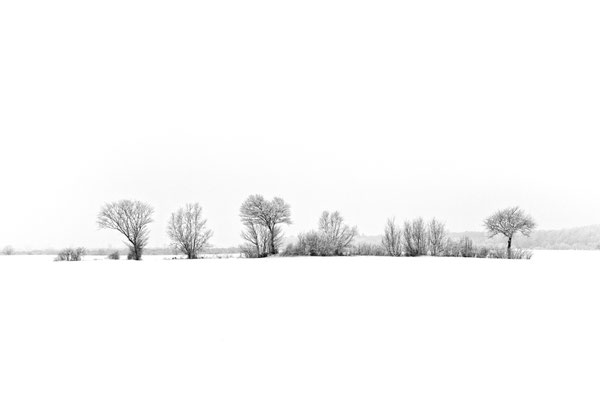 Winterbäume