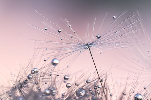 K.Luttmer, Pusteblume silber