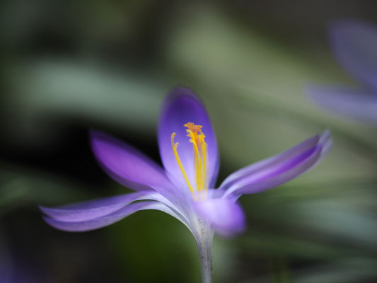 Krokus