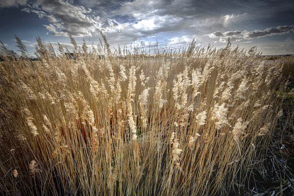 H.J.Dittmer, Gras und Wind