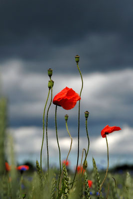 Mohn