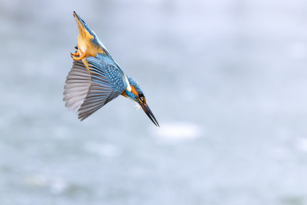 K.Luttmer Eisvogel bei der Jagd