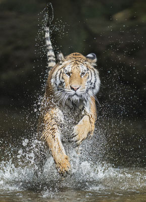 Tiger im Fluss