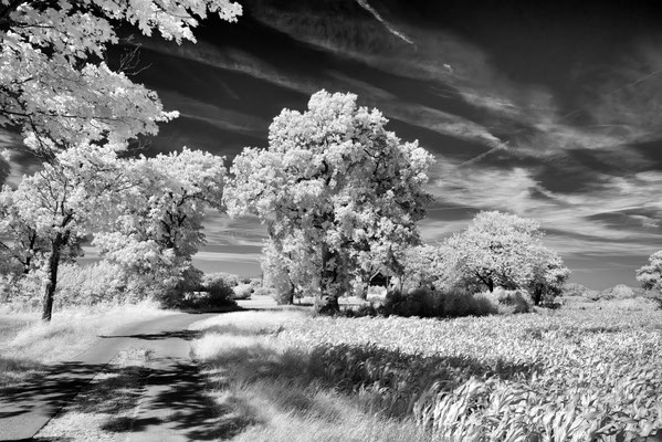 T.Kelde Sommertag