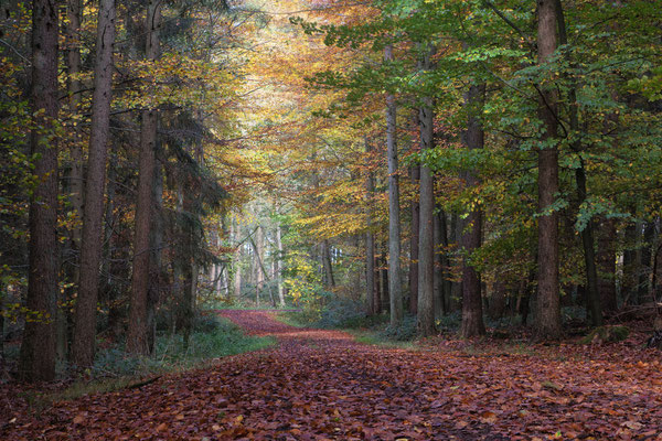 Herbstwald