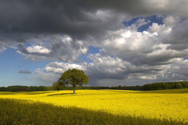 Leuchtendes Schleswig-Holstein