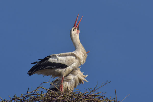 Storch am Klappern