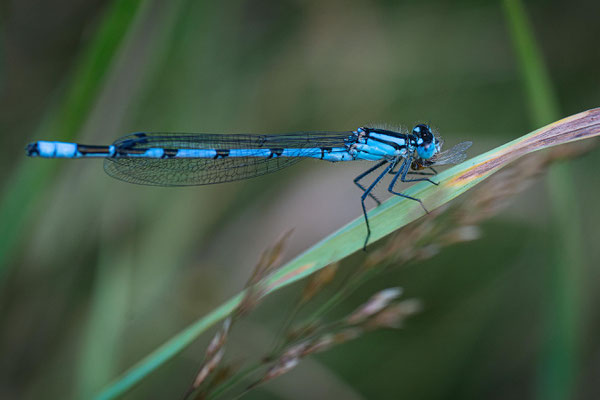 Libelle mit Beute