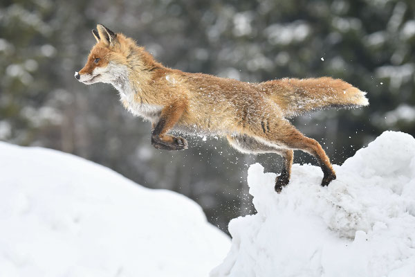 Fuchs im Sprung