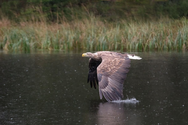Seeadler