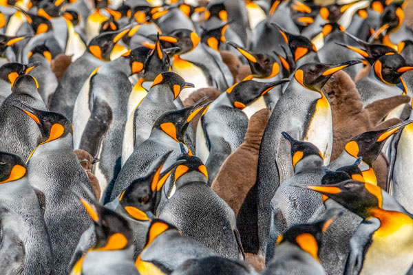 U.Potts Königspinguine bei Volunteer Point