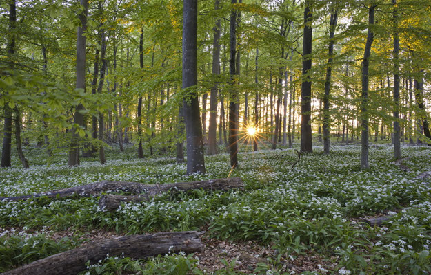 A.Timmermann, Am Waldboden