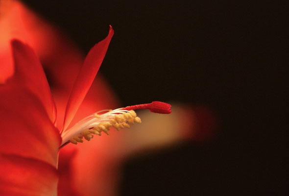 Roter Blütenstempel
