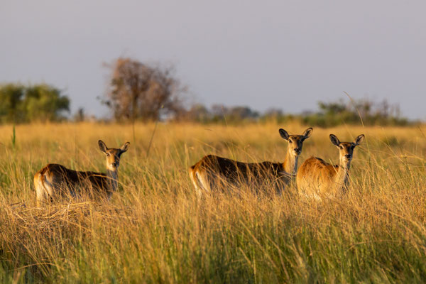 Afrika - Botswana - Antilopen