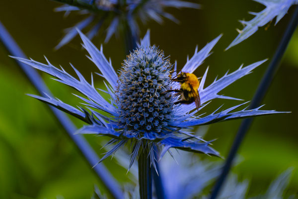 Michael Bremer Distel mit Hummel