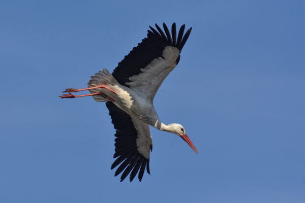 Storch im Sturzflug