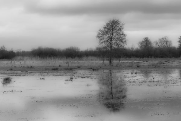 B.Wohlleben, Wasserwiese
